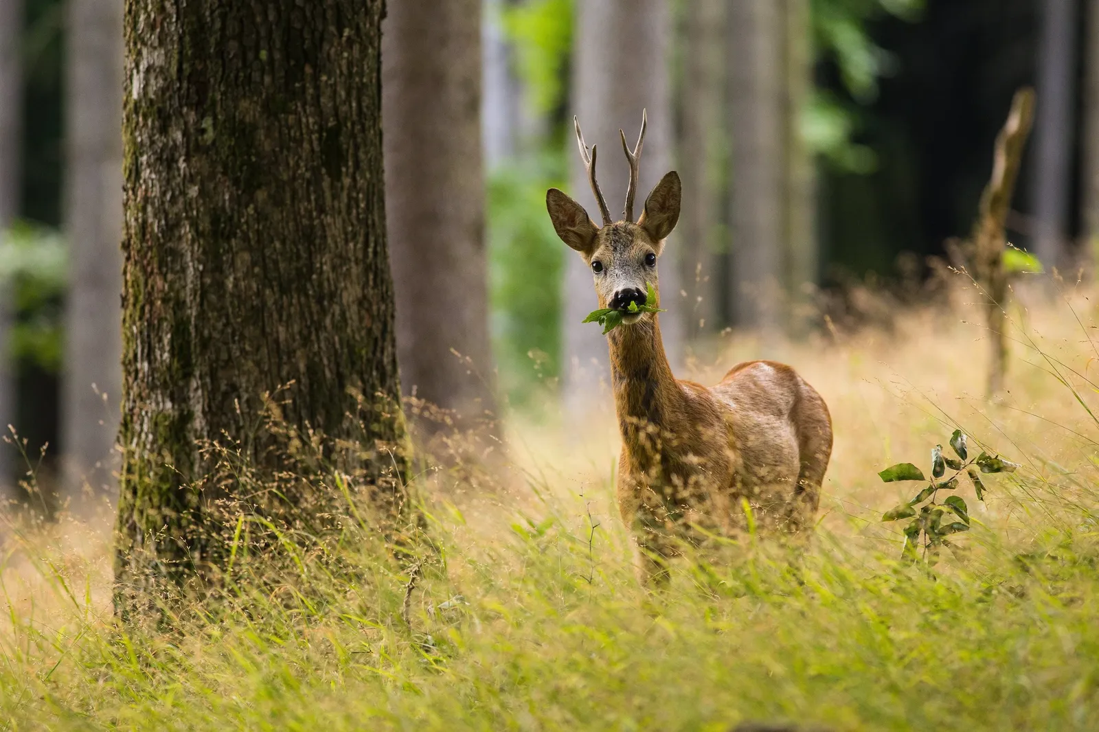 Landal De Veluwse Hoevegaerde sfeerfoto 4