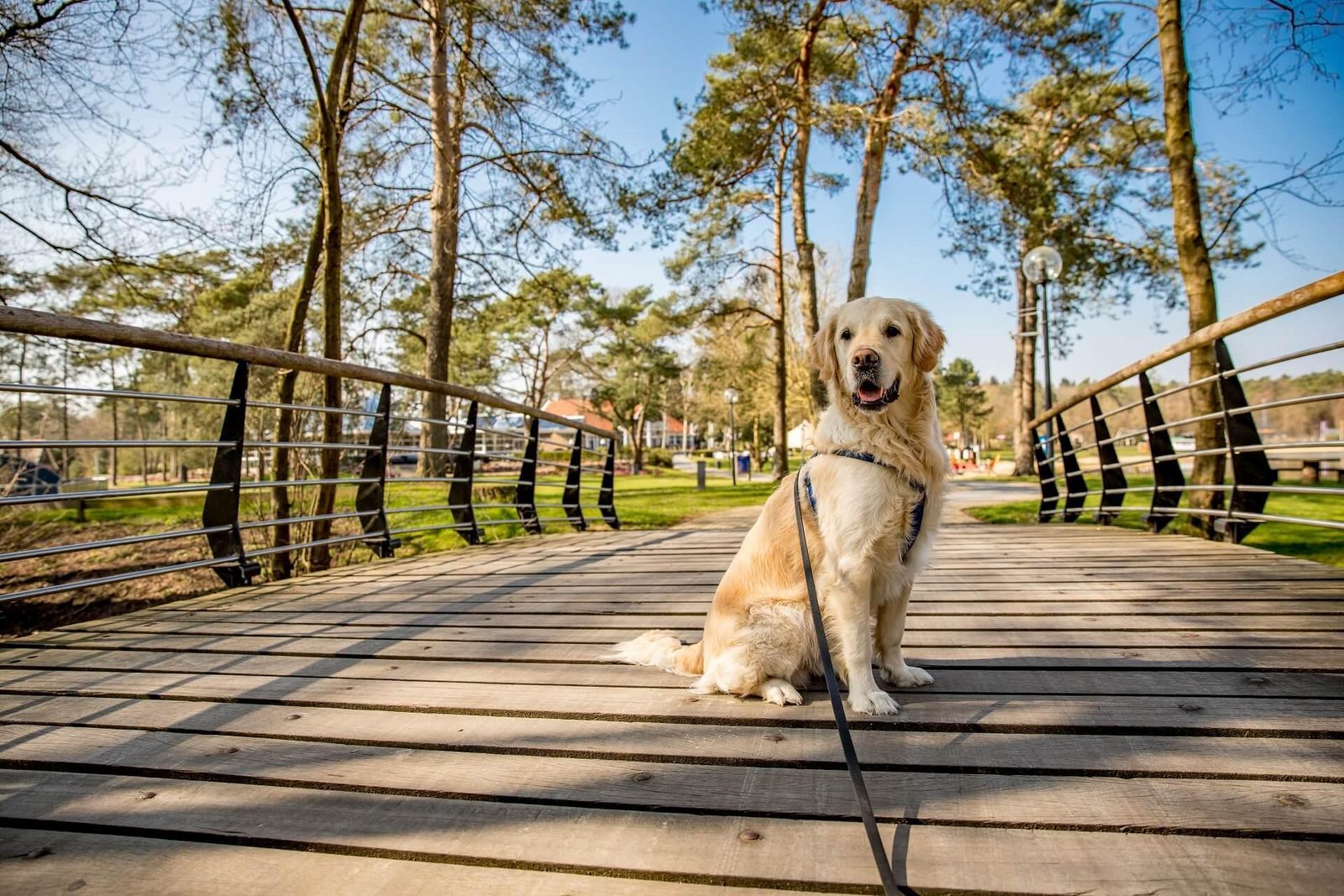 Europarcs Maasduinen sfeerfoto 5