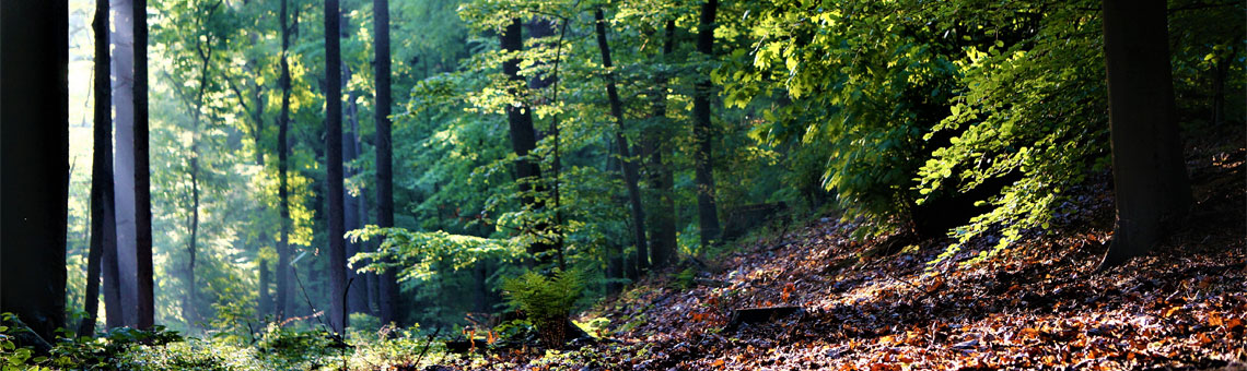 Molecaten Park Landgoed Molecaten sfeerfoto 2